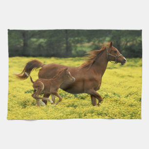 Arabian foal and mare running through tea towel