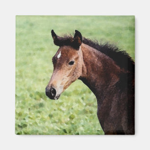 Arabian foal magnet