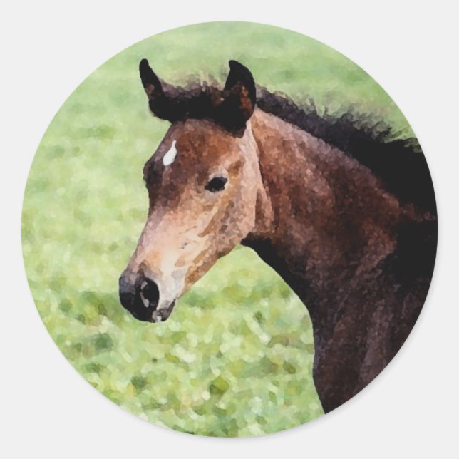Arabian Foal Sticker (Front)