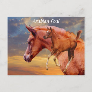 Arabian Foal Sunset Postcard