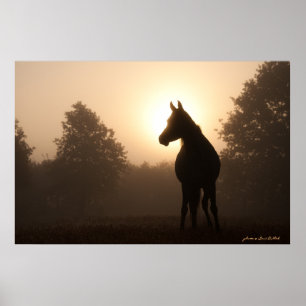 Arabian horse at Sunrise Poster