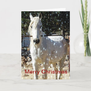 Arabian Horse Christmas Card