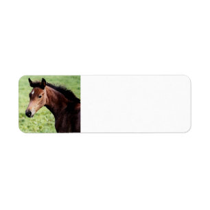 Arabian Horse Foal Return Address Label