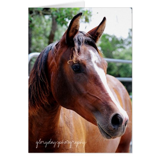 arabian horse head shot, glorydaysphotography card