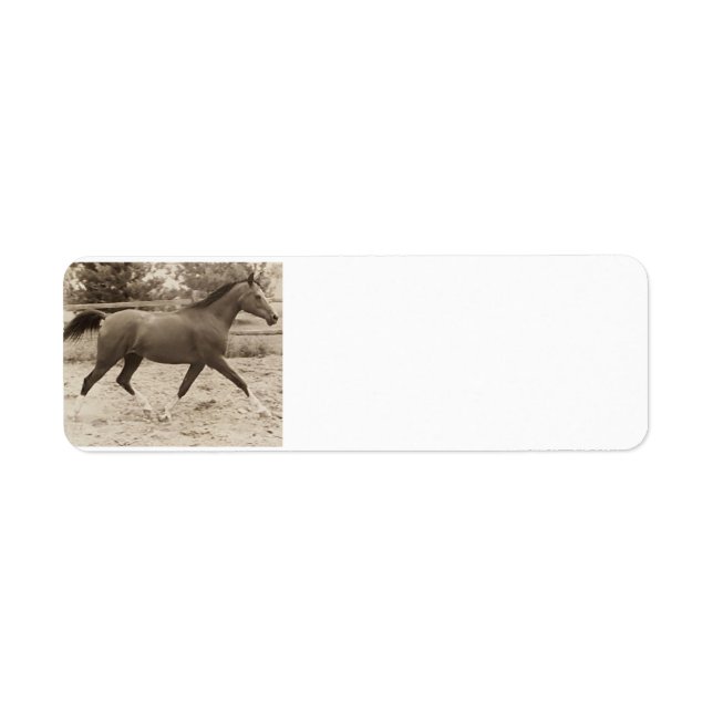Arabian Horse Label Return Address Label (Front)