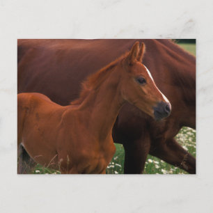 Arabian Horse Near Mother Postcard