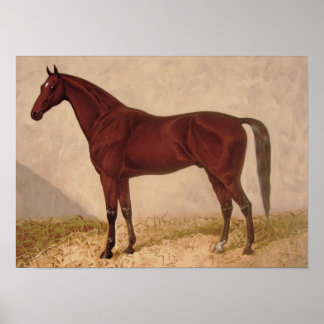 Arabian Horse painting Poster