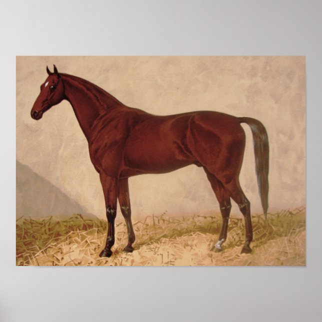 Arabian Horse painting Poster (Front)