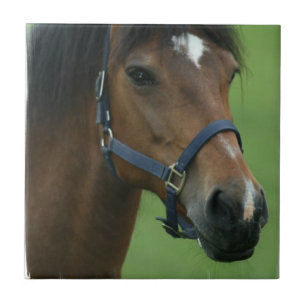 Arabian Horse Pictures Tile