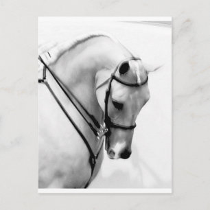 Arabian Horse Postcard