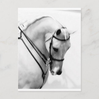 Arabian Horse Postcard