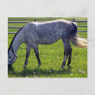 Arabian Horse Postcard