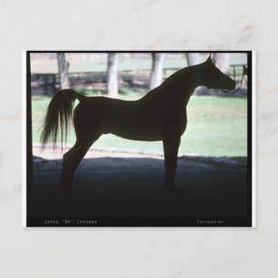 Arabian Horse Silhouette Postcard
