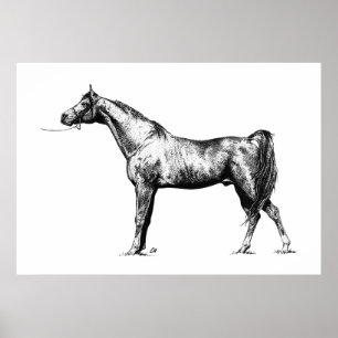 Arabian in Pen & Ink Poster