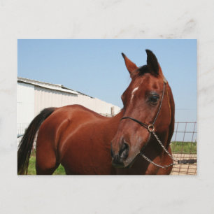 Arabian Mama Photo-75 Postcard