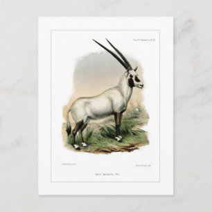 Arabian Oryx Postcard