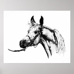 Arabian portrait in Pen & Ink Poster