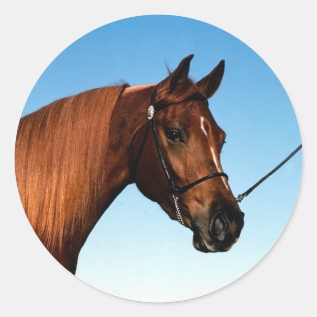 Arabian Show Horse Classic Round Sticker (Front)