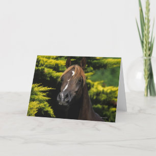 Arabian Stallion Card