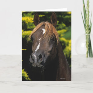 Arabian Stallion Card