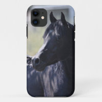 Arabian Stallion