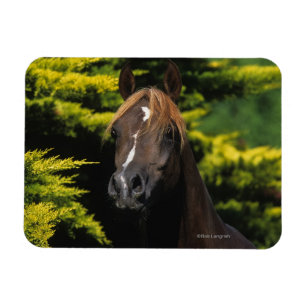 Arabian Stallion Magnet