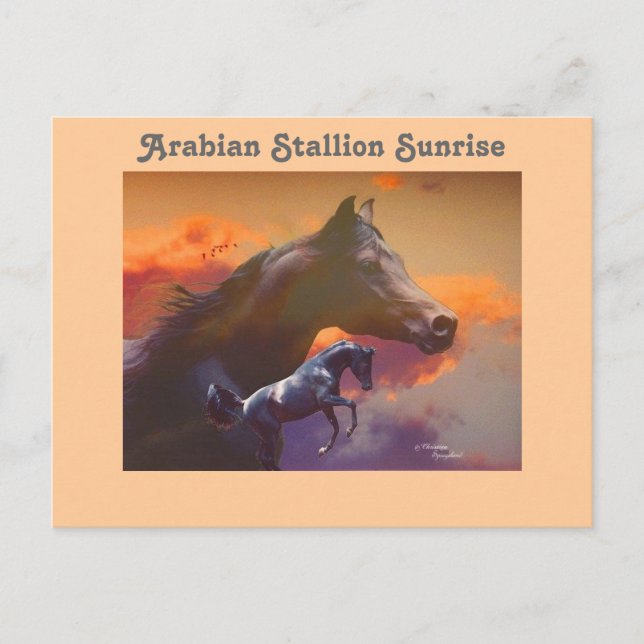 Arabian Stallion Sunrise Postcard (Front)