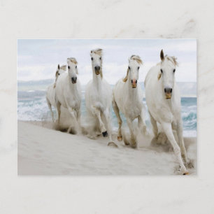 Arabian thoroughbred Ocean view Postcard