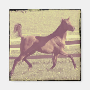 Arabian Trot Magnet