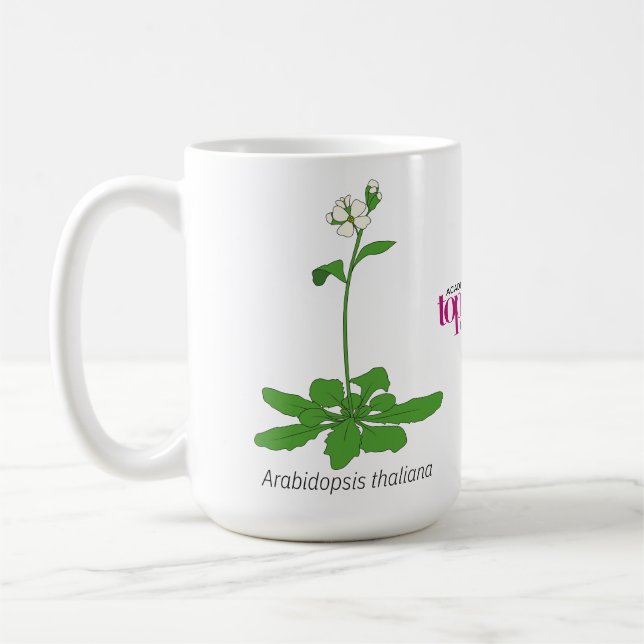 Arabidopsis mug (Left)