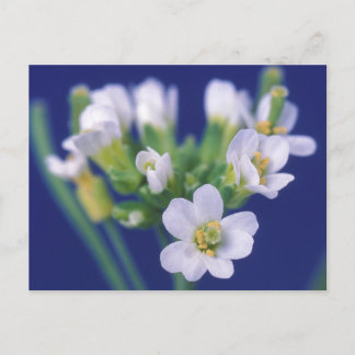 Arabidopsis Thaliana Flower Postcard