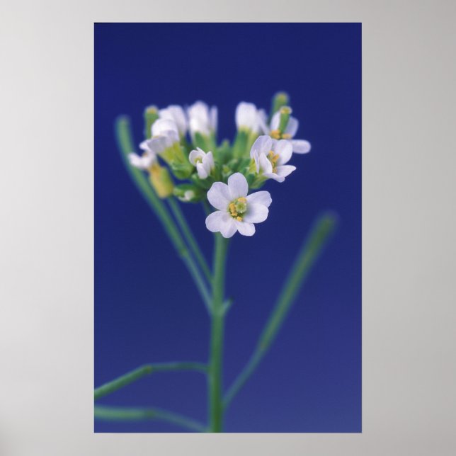 Arabidopsis Thaliana Flower Poster (Front)