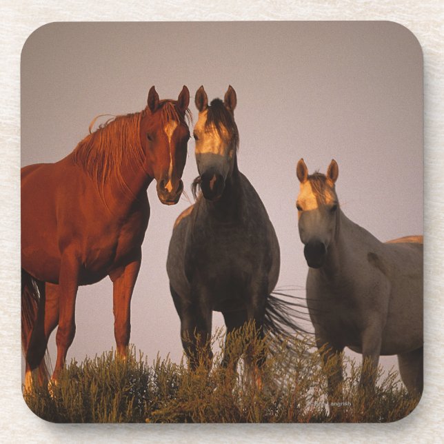 Arabs at Sunset Coaster (Front)