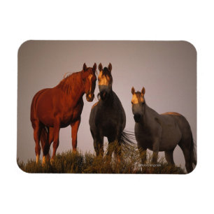Arabs at Sunset Magnet