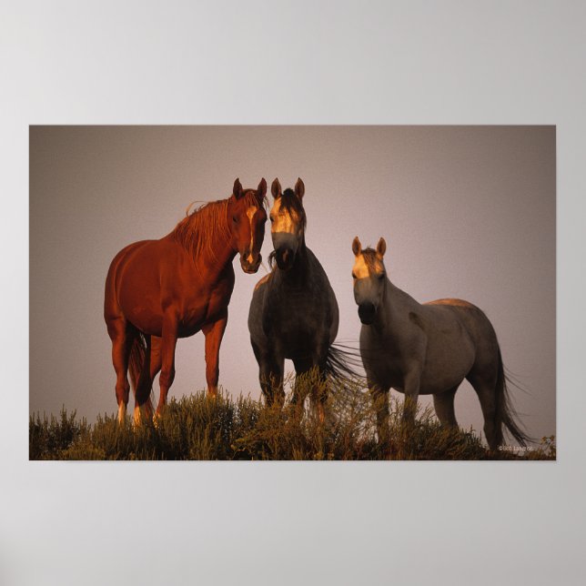 Arabs at Sunset Poster (Front)