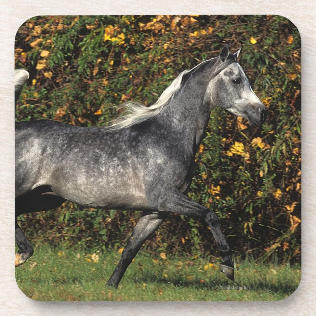 Arabs Running: Autumn Coaster (Front)