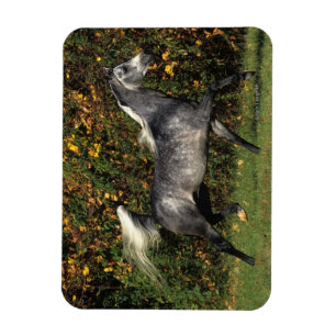 Arabs Running: Autumn Magnet