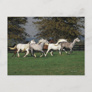 Arabs Running in Field Postcard