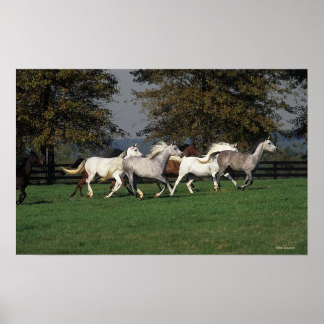 Arabs Running in Field Poster (Front)