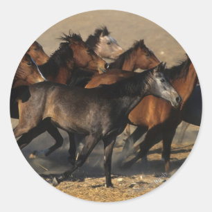 Arabs Running in the Desert Classic Round Sticker