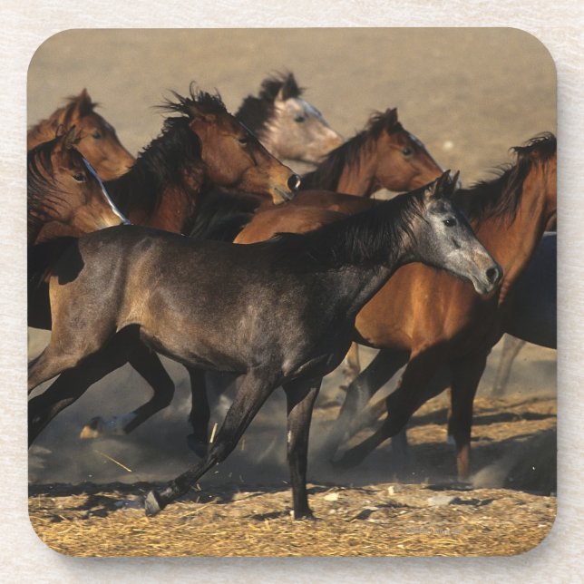 Arabs Running in the Desert Coaster (Front)