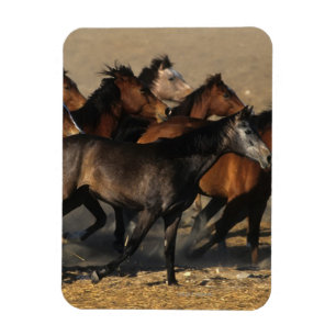 Arabs Running in the Desert Magnet