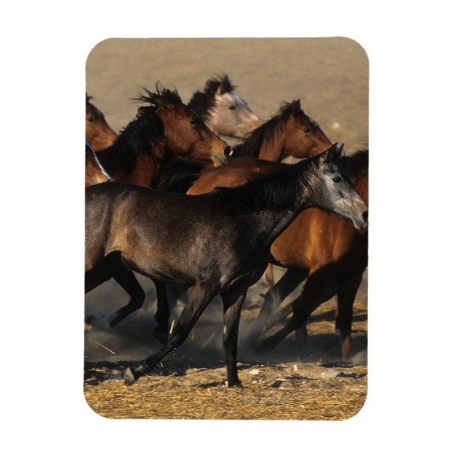 Arabs Running in the Desert Magnet (Vertical)