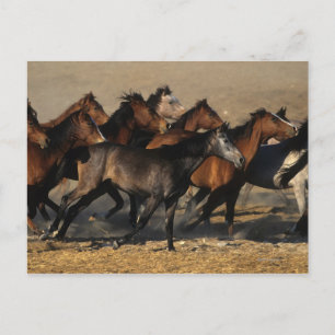 Arabs Running in the Desert Postcard