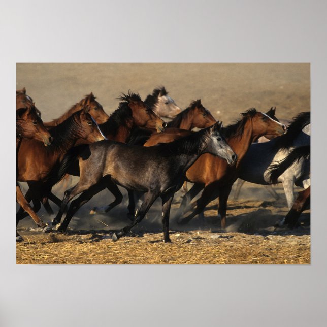 Arabs Running in the Desert Poster (Front)
