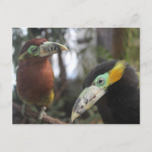 Aracari Poca # 3 Postcard