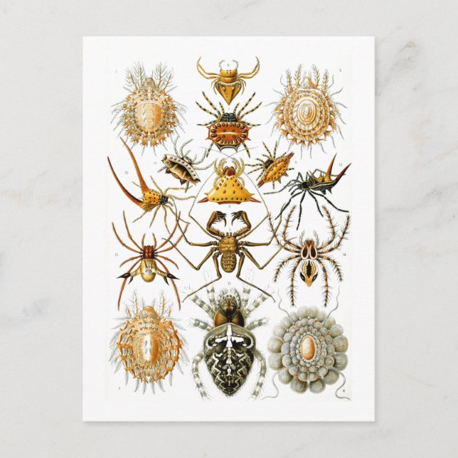Arachnida (Spiders) Ernst Haeckel Fine Art Postcard (Front)