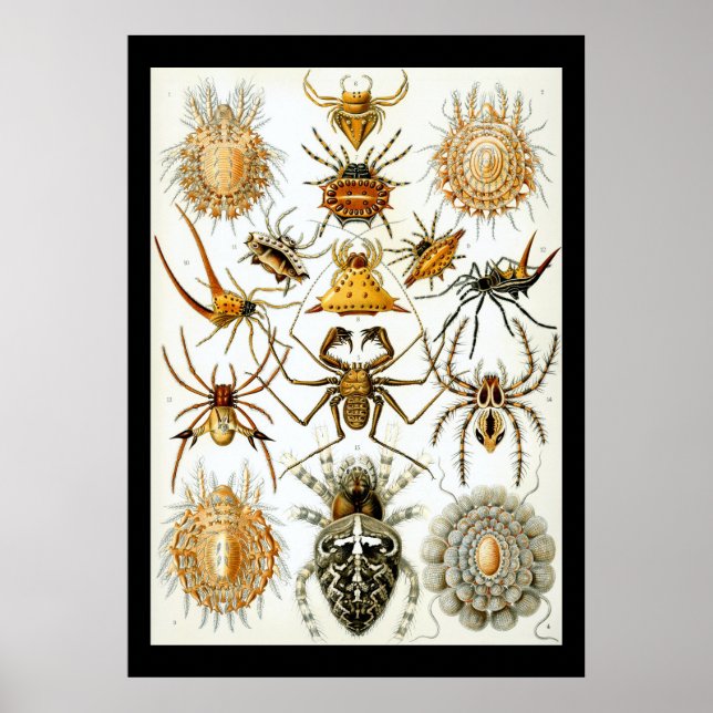 Arachnids by Ernest Haeckel poster (Front)