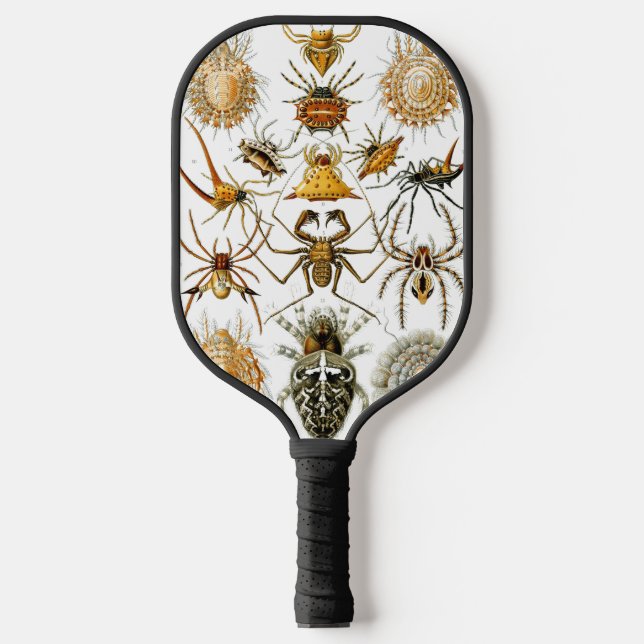 Arachnids by Haeckel vintage spider illustration  Pickleball Paddle (Front)