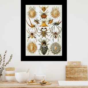 Arachnids by Haeckel vintage spider illustration Poster